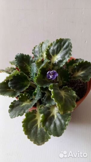 Фиалка в горшках,душистая