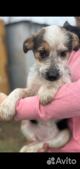 Щенок маленькой собаки в добрые руки