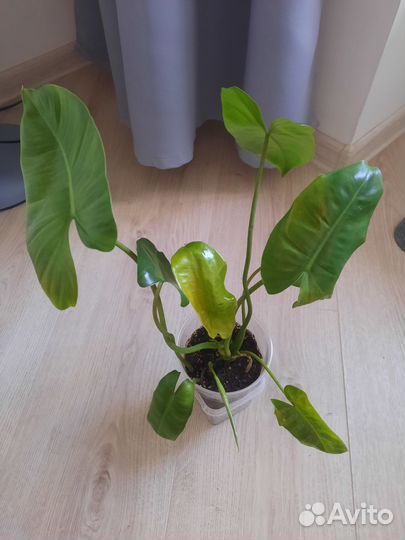 Филодендрон Бурле Маркс