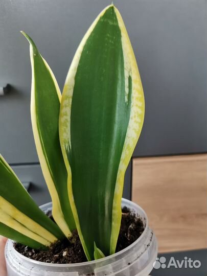 Сансевиерии сортовые