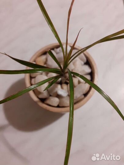 Драцена маргината