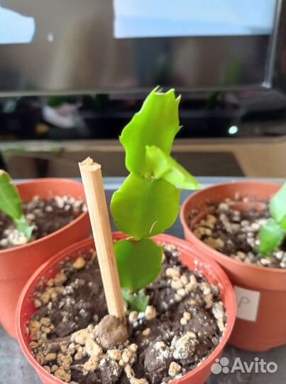 Декабрист шлюмбергера розовый-красный