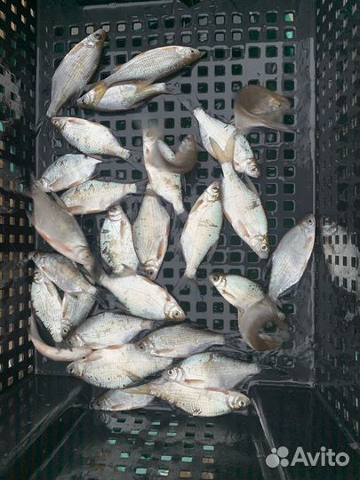 Карась для пруда и живец для рыбалки