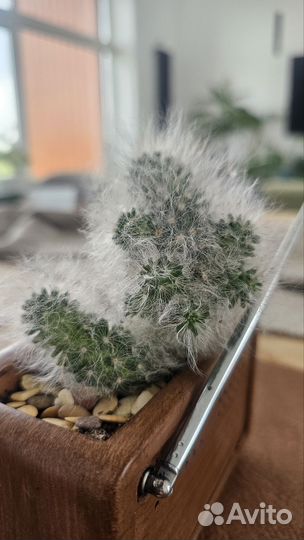 Кактус