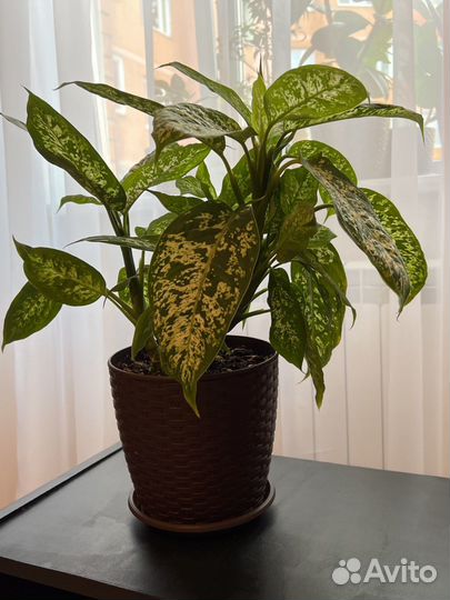 Дифенбахия фикусы