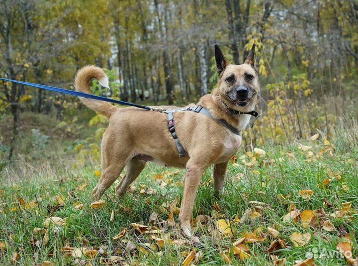 Собачка из приюта ищет дом