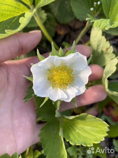 Клубника Camarosa рассада