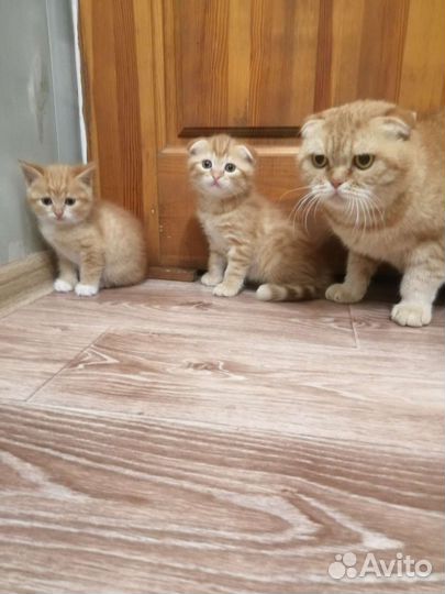 Шотландские вислоухие прямоухие котята