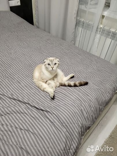 Шотландская вислоухая в добрые руки