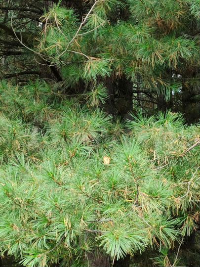 Участок 36 сот. (ИЖС)