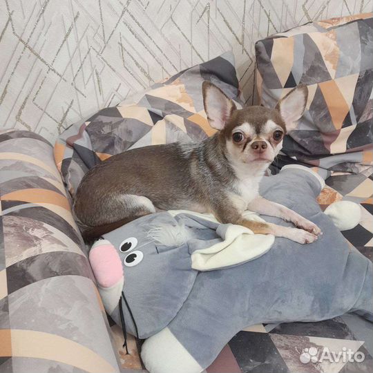 Вязка чихуахуа