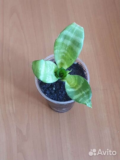 Сансевьерия