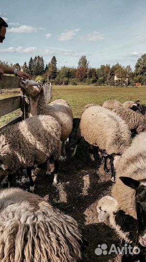 Овцы романовские