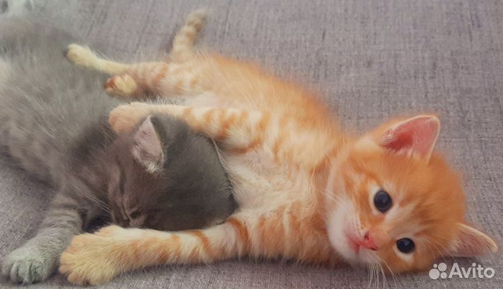 Отдам в добрые руки милых котиков