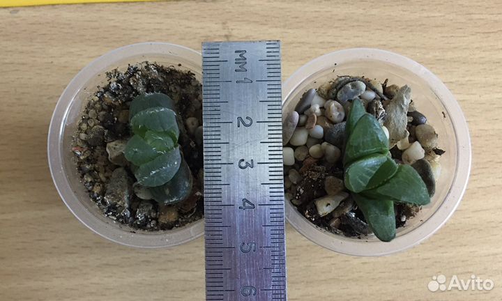 Детки суккулентов