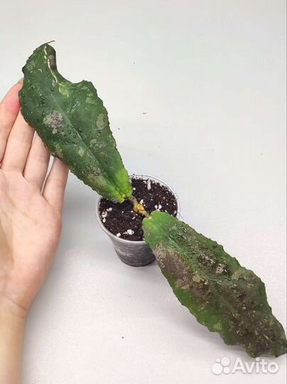 Хойя Ундулата (Hoya Undulata)