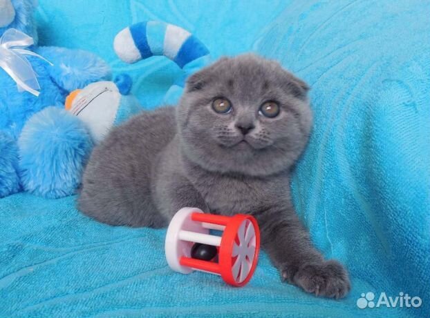 Вислоухие котята