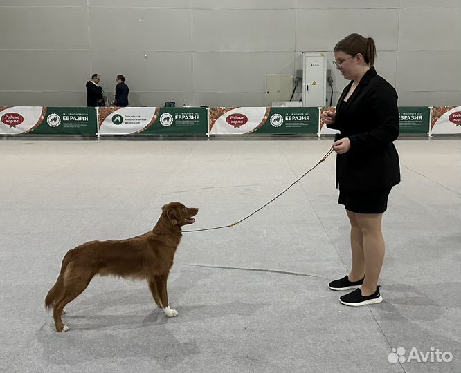 Передержка собак/Кинолог/Груминг