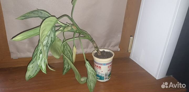 Аглаонема обмен или продажа