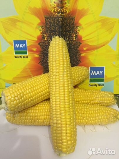 Семена гибридов сладкой кукурузы
