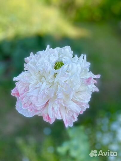 Семена однолетнего мака