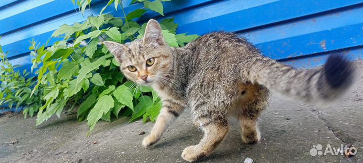 Красивые кошки