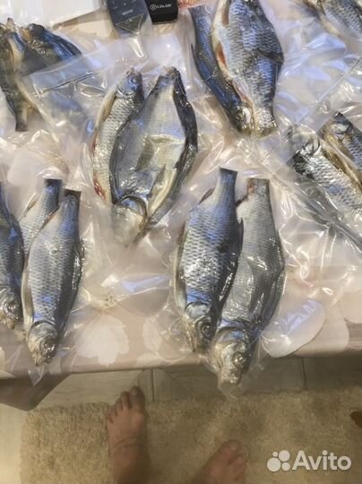 Тарань свежая