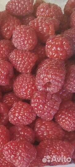 Саженцы ремонтантной малины