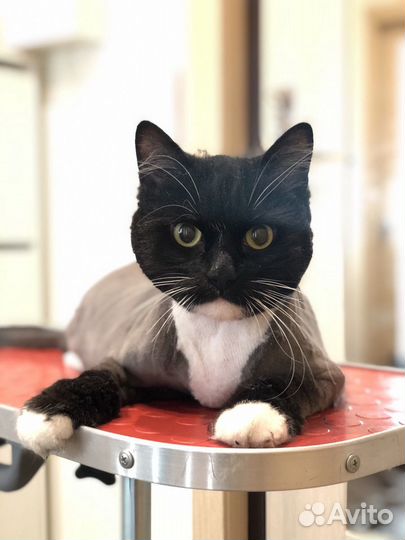 Груминг (стрижка) собак мелких пород