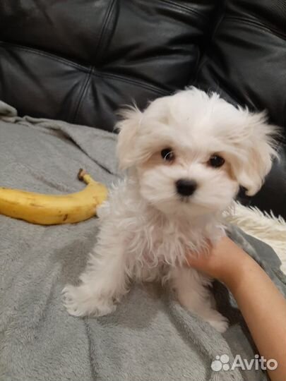 Мальтийская болонка мальчик