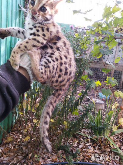 Alc, алки, Алк коты кошки и котята