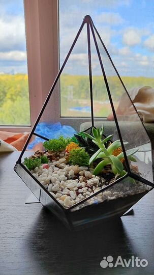 Флорариум суккуленты