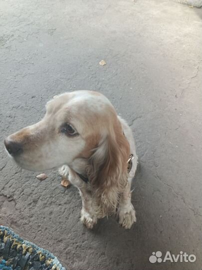 Отдам в добрые руки