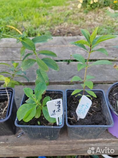 Флоксы сортовые