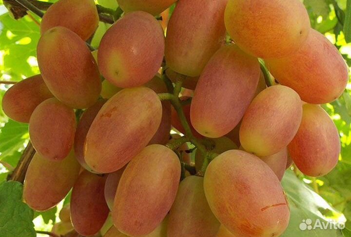 Саженцы винограда