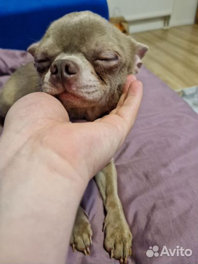 Чихуахуа в добрые руки