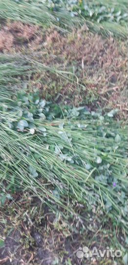 Продам сенаж
