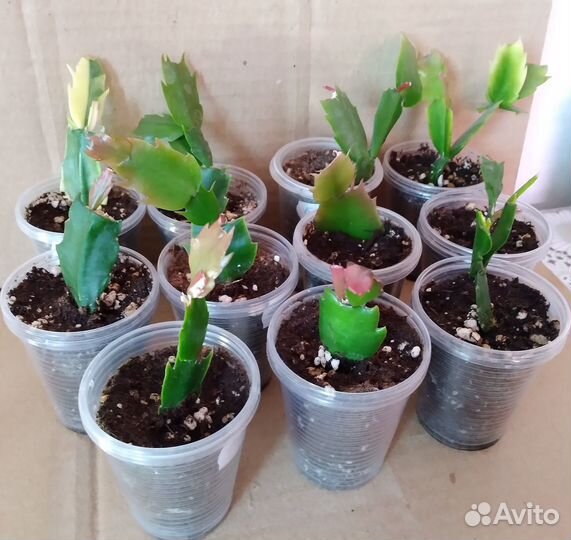 Редкие сорта декабристов (шлюмбергер)