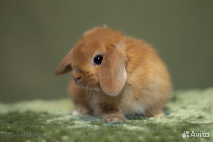 Мальчик минилоп редкого окраса, желтый