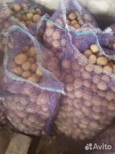 Картофель на корм скоту