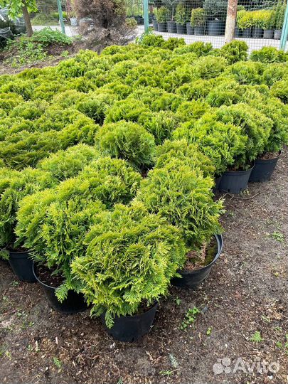 Туя Даника из питомника