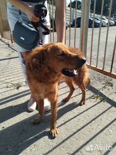 Собака в добрые руки