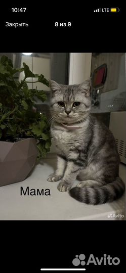 Шотландские котята
