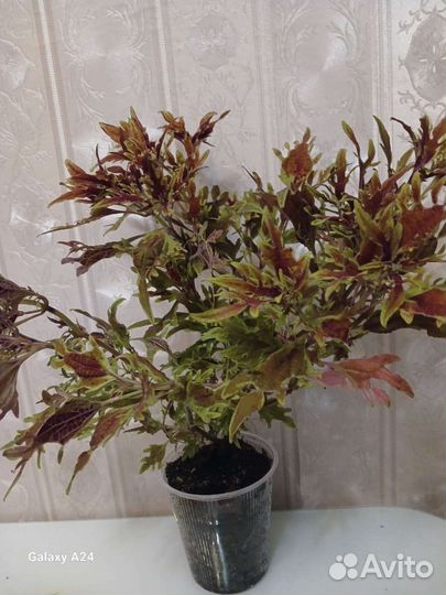 Колеусы. Взрослые растения