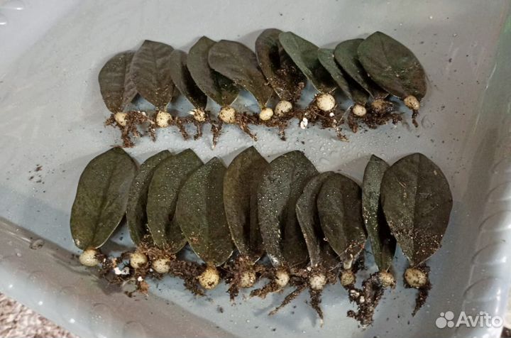 Замиокулькас Равен лист