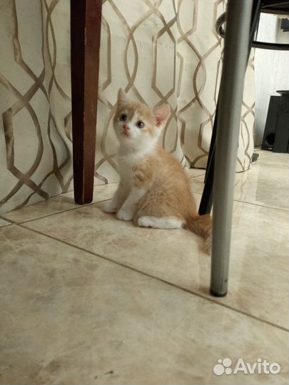 Отдам в добрые руки