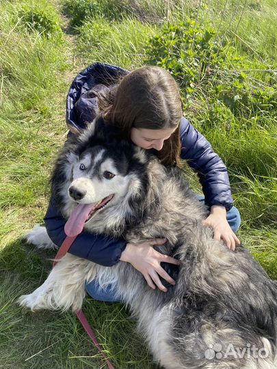 Передержка животных