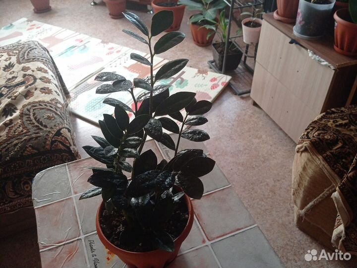 Замиокулькас