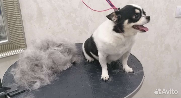 Груминг собак и кошек, экспресс - линька