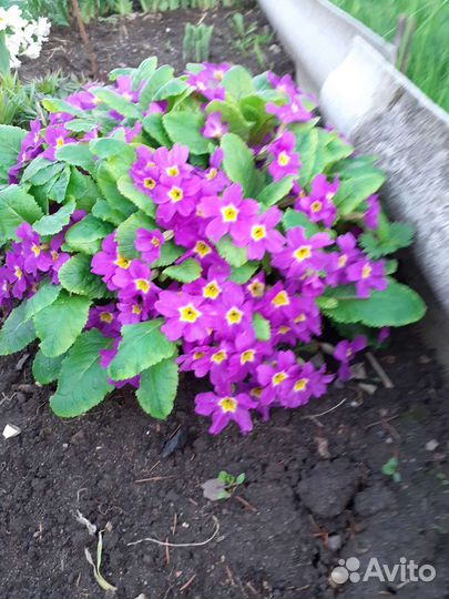 Примулы весенние